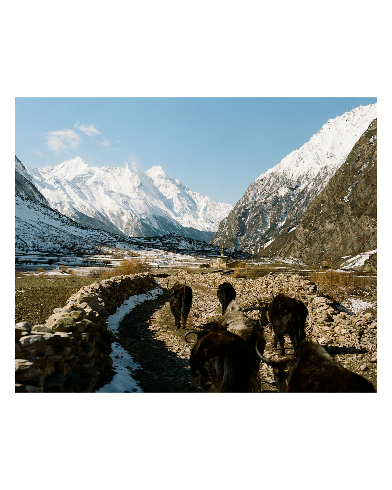 Will Elsom @willelsom is a film photographer based in Oxford, England. Images shot on #portra400 with a Pentax 67.

"This series of images explores the community of Tsum in Nepal. The people of Tsum live by a set of environmental rules where living in harmony with nature is top of priority – something I believe we could all learn from! Their strong sense of community and Himalayan culture provides a resilient sense of identity." -Will