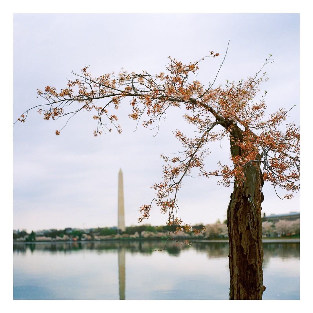 Shedrick Pelt @sdotpdotmedia is a photojournalist from Washington, DC. Images shot on #gold200 with a #yashicamat124g.

"My use of film allows me to indulge in the textured nostalgia of what it means to truly make an image. The balance of chemical reactions closely resembles falling in love. As we are exposed to that moment––it is ultimately burned into the emulsion of our soul.

The images provided here of DC's faithfully weathered cherry tree Stumpy, tells the story of the connection that had blossomed between our community and the "little sapling that could." - Shedrick