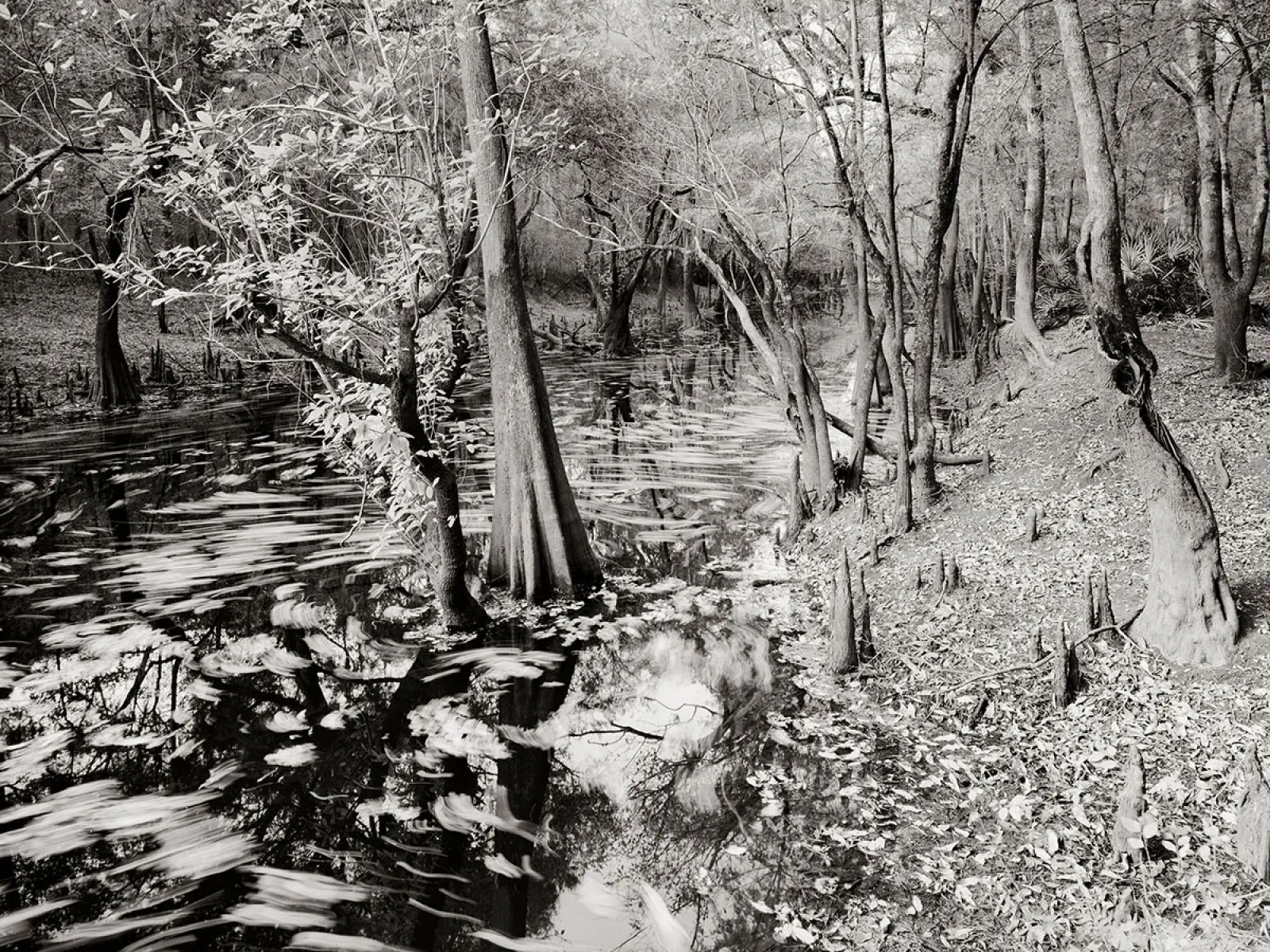 Photo by Bryan Garris 