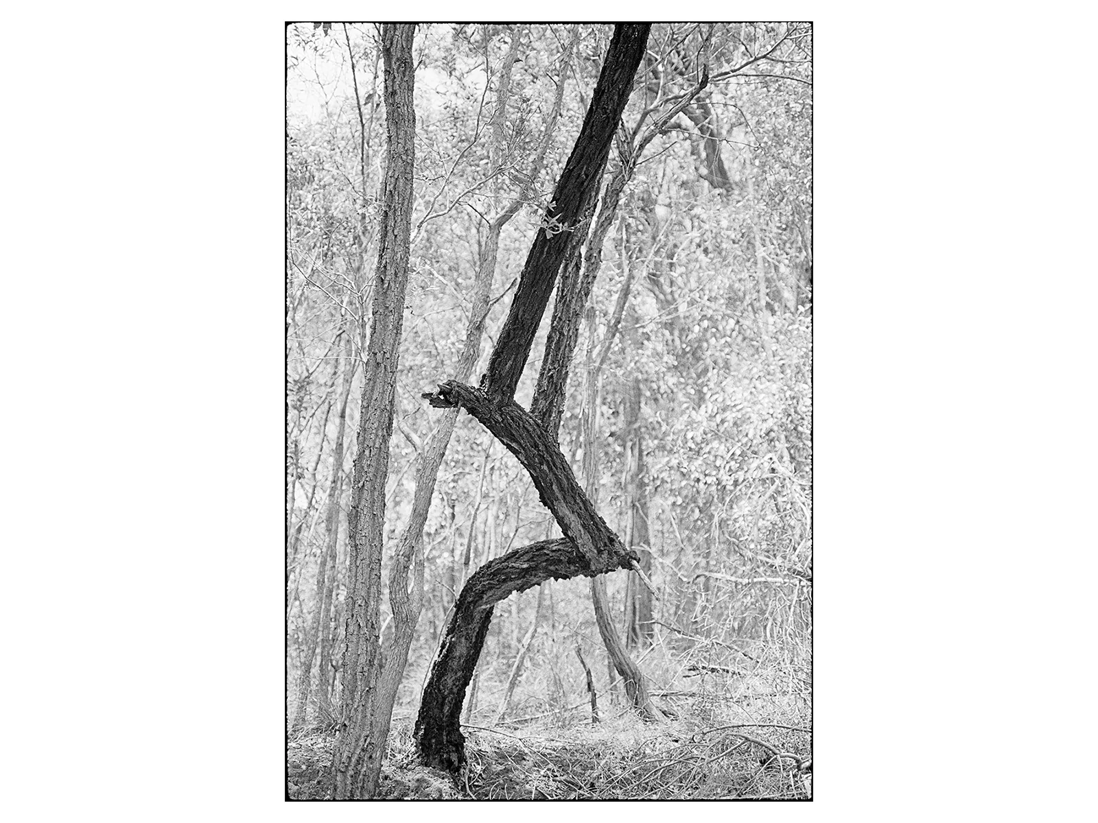 Photo by Renato Repetto 