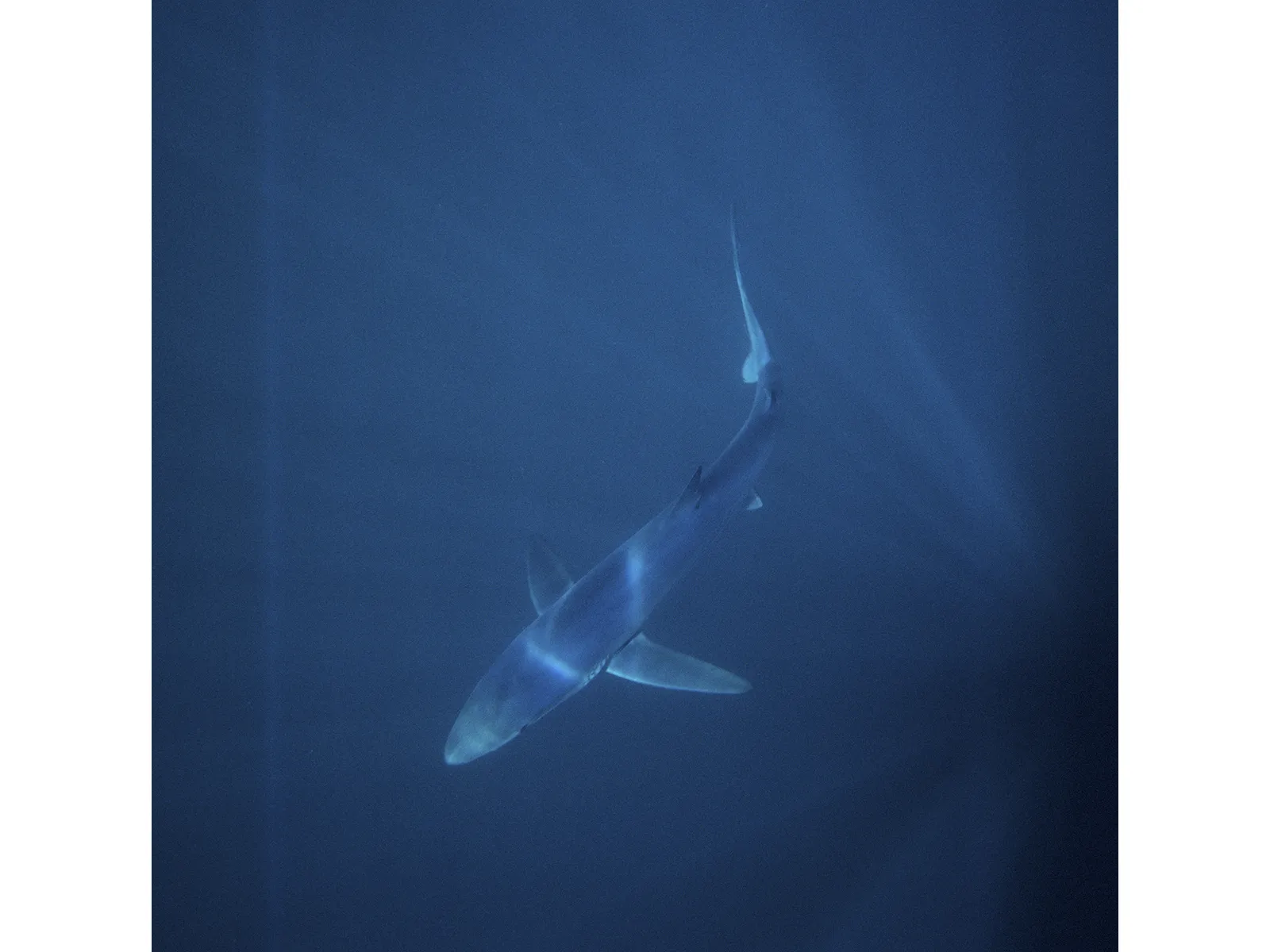 Photo by Barney Smith