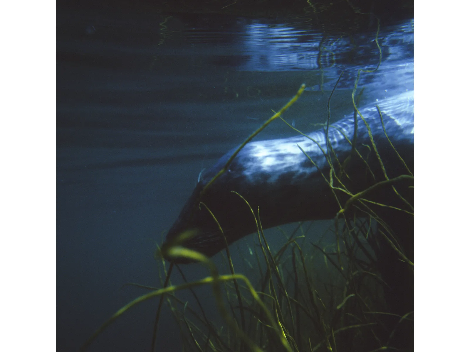 Photo by Barney Smith