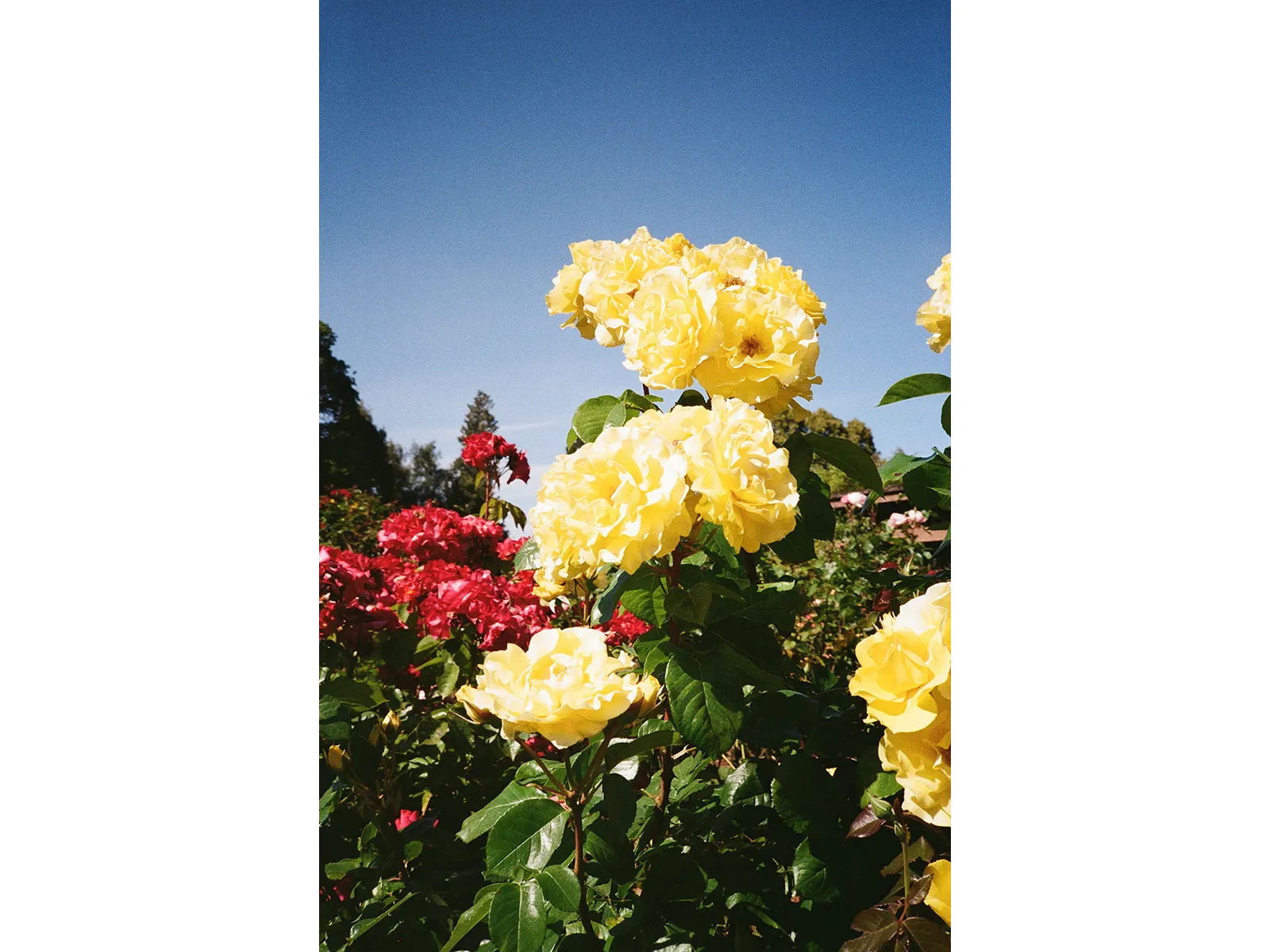 Photo by Alyssa Fernandez