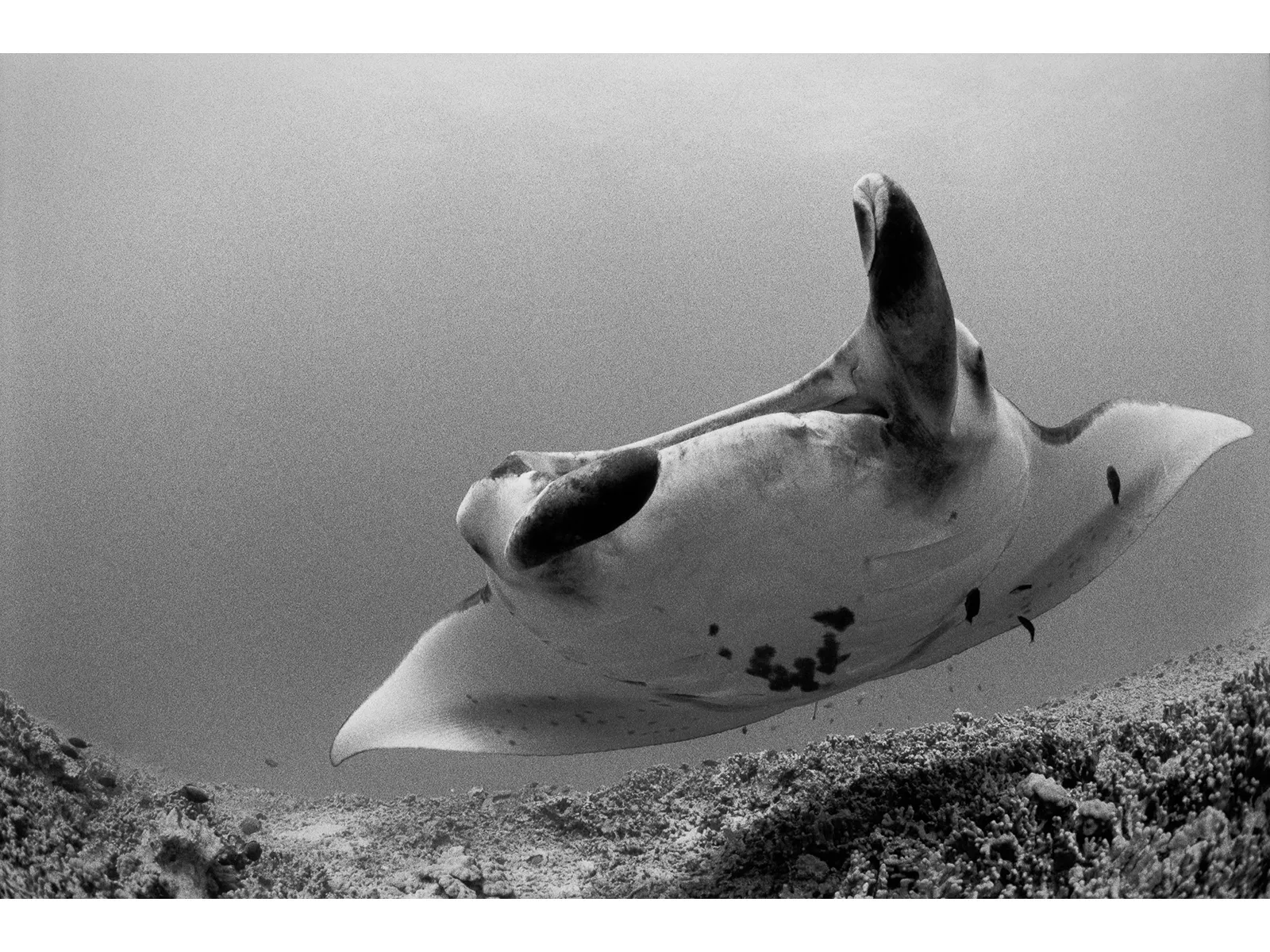 Photo by Connor Mazzola